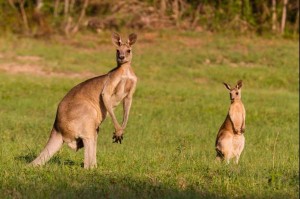 Scientists-consider-ways-to-curb-kangaroo-farts