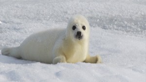 harp-seal-pup-fur_4